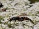 Ichneumonidae -20110724_122.jpg