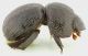 Madrasostes_variolosum_grey.jpg