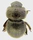 Madrasostes_variolosum_6mm_grey.jpg