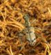Rhagium inquisitor_male_Campigna_101.jpg