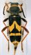 Clytus triangulimacula (2).jpg