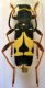 Clytus triangulimacula (1).jpg