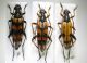 tn_leptura e rutpela.JPG