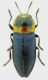 Anthaxia_berythensis_4,5mm_grey.jpg