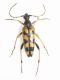 Ruptela maculata (1).JPG