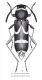Clytus clavicornis.jpg