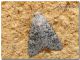 Nottua_Carini_Ciachea_15 X 2009.jpg