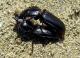 05 Parallelomorphus laevigatus Alberoni 24 maggio 2011.jpg