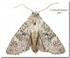 Polymixis sublutea02_Carini_Ciachea_15 X 2009.jpg