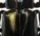 Chalcosoma part 1.jpg