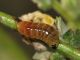 larva - 8 mm -20110803_028.jpg