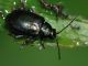 Chrysomelidae - 5 mm -20110731_242.jpg
