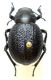 P. cribra 01.jpg