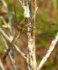 06 Odonata sp. 5 ottobre Alberoni 2009 004a.jpg