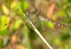 03 Odonata sp. Alberoni 22 settembre 2009 004a.jpg