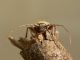 T. griseus front.jpg
