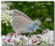 Polyommatus daphnis male.jpg