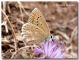 Polyommatus daphnis, femmina, Vallone Zottafonda, 1700 m, 13 VII 2008.jpg