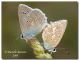 Polyommatus daphnis, coppia, Vallone Zottafonda, 1700 m, 13 VII 2008.jpg