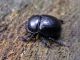Anoplotrupes stercorosus_Campigna 24 settembre 2011 056.jpg