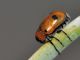 Chrysomelidae - 5 mm -20110824_152.jpg