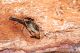 IMG_9566_Acanthocinus_reticulatus.jpg