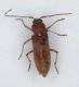 Hesperophanes sericeus003MOD.jpg