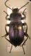 Carabidae.jpg