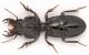 Parallelomorphus laevigatus -  male 19 mm. - Alberoni 07-VIII-2010 - Leg. Leonida Grazioli_06.jpg