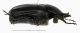 Protaetia sp._lentral from Turkey.jpg