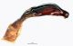 Protaetia sp._genital_laternal from Turkey.jpg