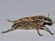 Curculionidae - Coniocleonus sp - 10 mm -20110928_148.jpg