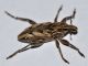 Curculionidae - Coniocleonus sp - 10 mm -20110928_152.jpg