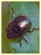 Chrysolina sp. 28 Settembre 09 (197) Hedera helix.JPG