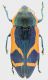 Castiarina_terraereginae_12,5mm_grey.jpg