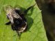 Apidae - Bombus terrestris20110730_042.jpg