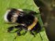 Apidae - Bombus terrestris20110730_044.jpg
