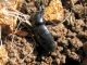 Margarinotus graceus. 2011.02.24. Kyriat Ata.jpg