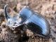 Copris hispanus cavolinii. Male. 2010.12.22_2. K. Haim.jpg