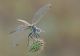 Sympetrum_fonscolombei_1000.jpg