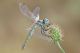 Sympetrum_fonscolombei_1_1000.jpg