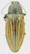 Pseudotaenia_waterhousei_42mm.jpg