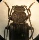 Cerambycidae 2 B.jpg