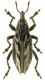 Conicleonus nigrosuturalis Goeze, 1777  17-18mm.jpg