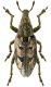 Conicleonus excoriatus Gylenhall, 1834.JPG