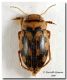 Nebrioporus elegans_forum.jpg