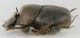 Onthophagus_fracticornis_M_lato.jpg