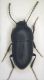 Crypticus quisquilius(Linné, 1761).JPG