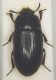 Alphitobius diaperinus.JPG