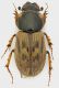Aphodiidae_Campo_Felice_26-IX-2011_5,7mm_2.jpg